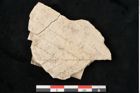 Foto (Detailansicht) von Sorbus aria Crantz (NHMW-GEO-2024-0188-11352)